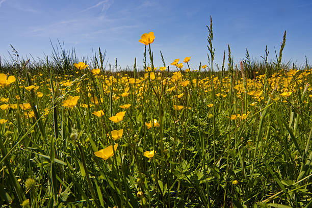 istock Medow with yellow flowers 175563669