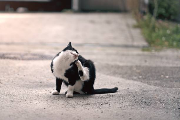 istock Street cat resting on backyard and try to scratching its skin. 1755636725