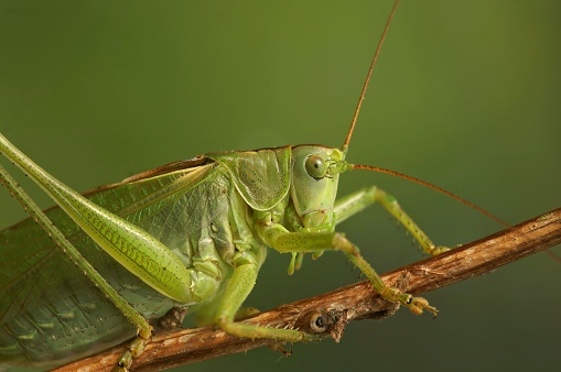 Detailed closeup on the great green bush-cricket, Tettigonia viridissima