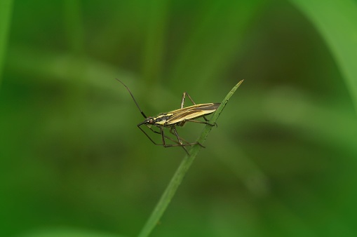 Natural closeup on the small yellow meadow plant bug, Leptopterna dolabrata sitting on a grass straw