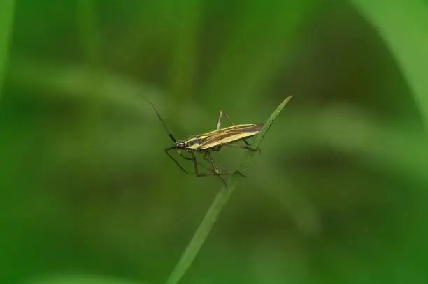 Photo of Closeup on the small yellow meadow plant bug, Leptopterna dolabrata sitting on a grass straw