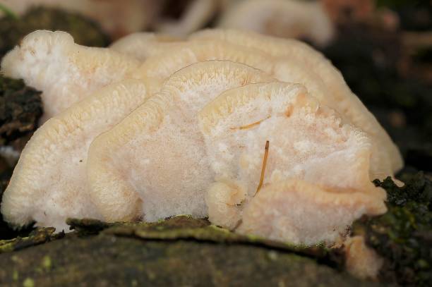 Closeup on the white trembling Merulius or jelly rot, Phlebia tremellosa Natural closeup on the white trembling Merulius or jelly rot, Phlebia tremellosa sponger stock pictures, royalty-free photos & images