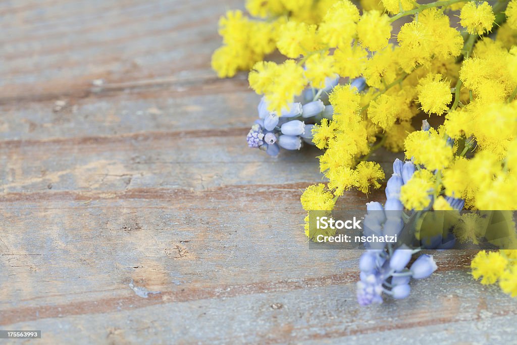 Spring flowers Bouquet of mimosa and muscari on wooden background Acacia Tree Stock Photo