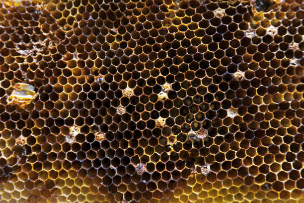 istock Honeycomb close up shot, Nature ingredient 1755644381
