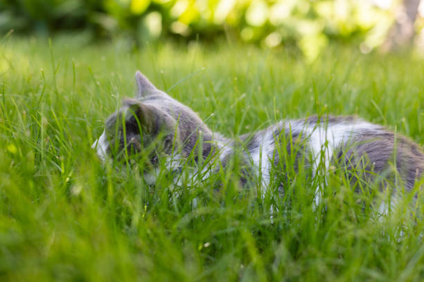 Cat sitting on the green grass. Cat hiding in the grass, hunting