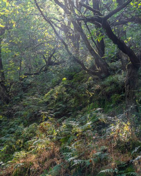 istock a path running through the forest on a sunny day the light is coming through the 1755648953