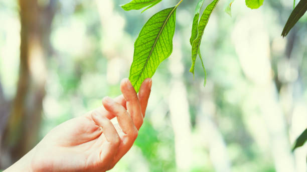 istock Woman hand touching fresh leaves 1755650151