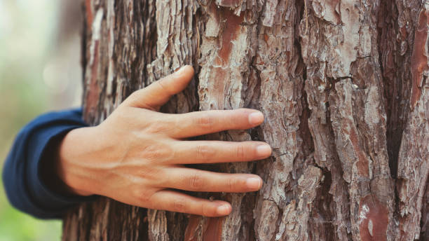 istock Woman's hand touches the trunk of the tree 1755650152