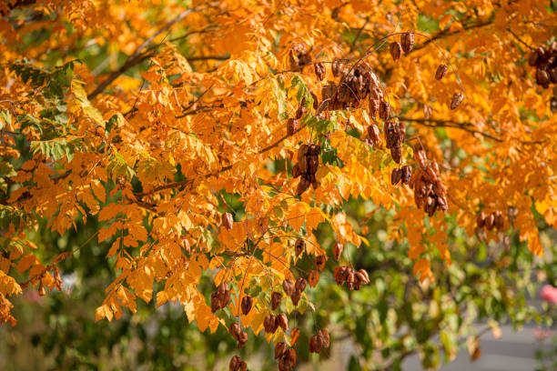 Autumnal view with trees, leaves, blue sky