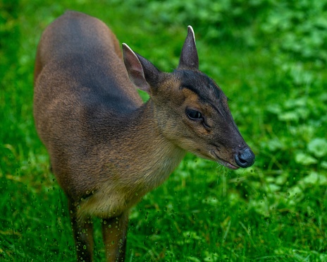 A white-tailed deer stands majestically atop a lush, green landscape of grass