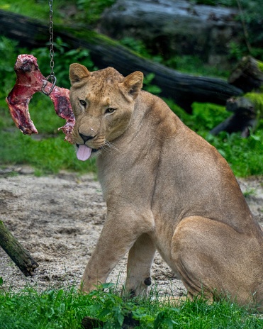 A powerful male lion stands majestically with a raw piece of meat held aloft in its powerful jaws