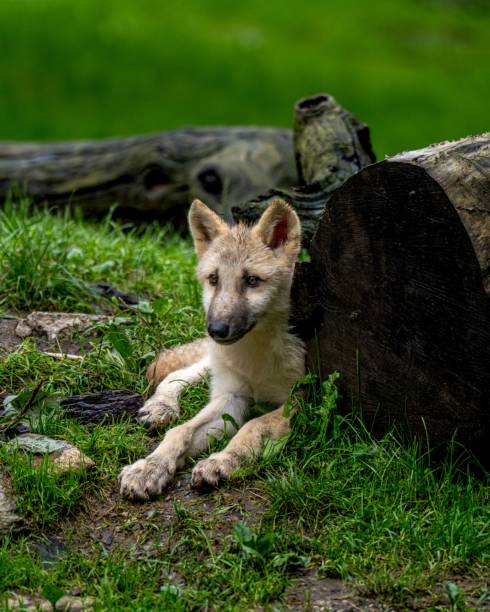 istock a puppy laying on the ground next to a log and grass 1755651895