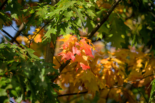 Autumnal view with trees, leaves, blue sky