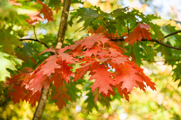 istock Autumnal view with trees, leaves, blue sky 1755659388