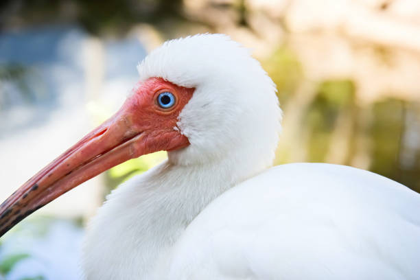 Close up of an American White Ibis