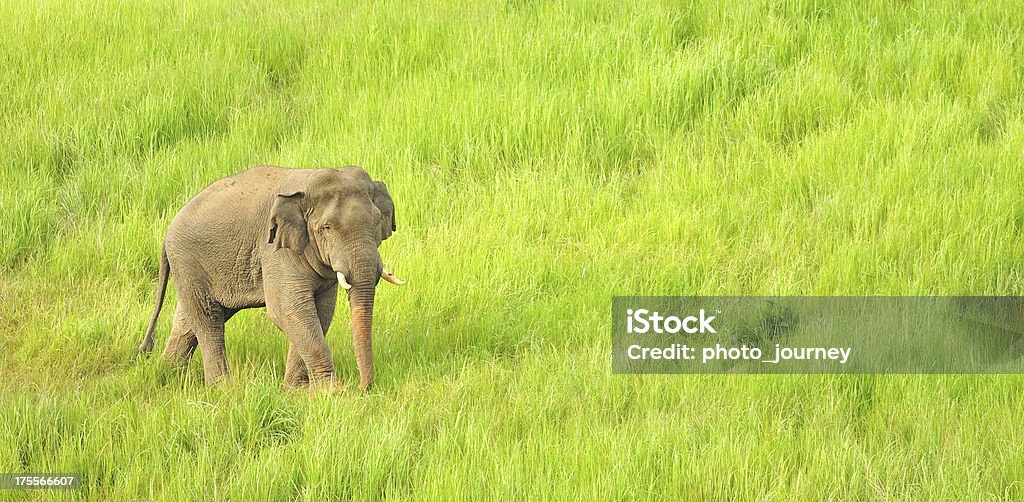 Éléphant d'Asie dans les pâturages au Parc national de Khao Yai, la Thaïlande - Photo de Animaux de safari libre de droits