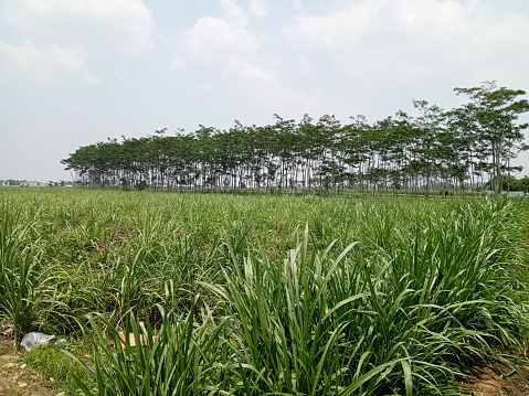 Sugar cane farm land at summer