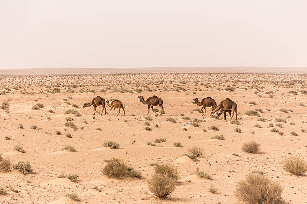 istock camels in Sahara desert, Tunisia 175566649