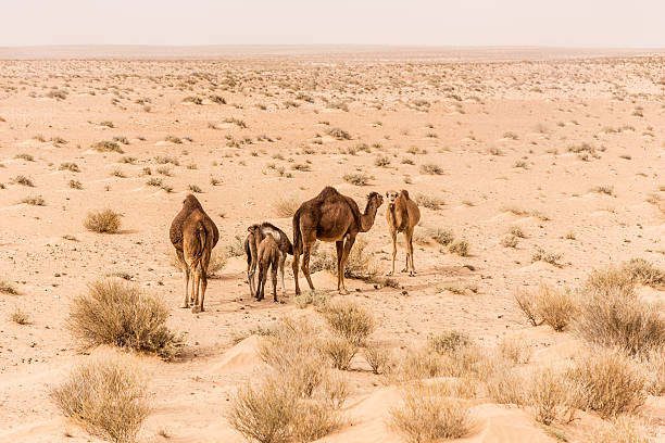 istock camels in Sahara desert, Tunisia 175566654