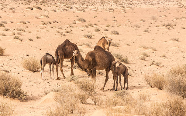 istock camels in Sahara desert, Tunisia 175566716