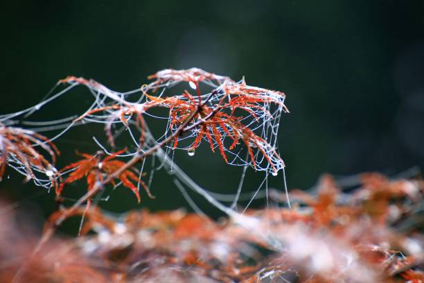 秋のカエデの葉と絹のストランドの朝露 - autumn japanese maple maple tree selective focus ストックフォトと画像