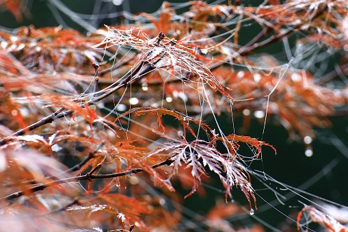 Morning dew on maple leaves and silk strands during autumn.