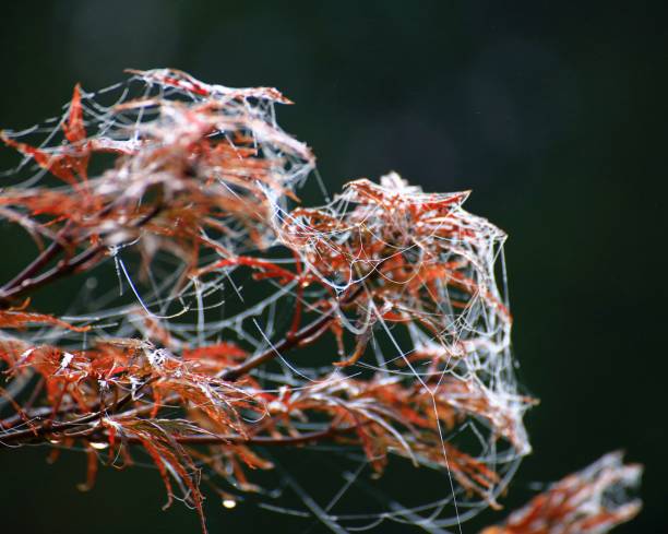 秋のカエデの葉と絹のストランドの朝露 - autumn japanese maple maple tree selective focus ストックフォトと画像