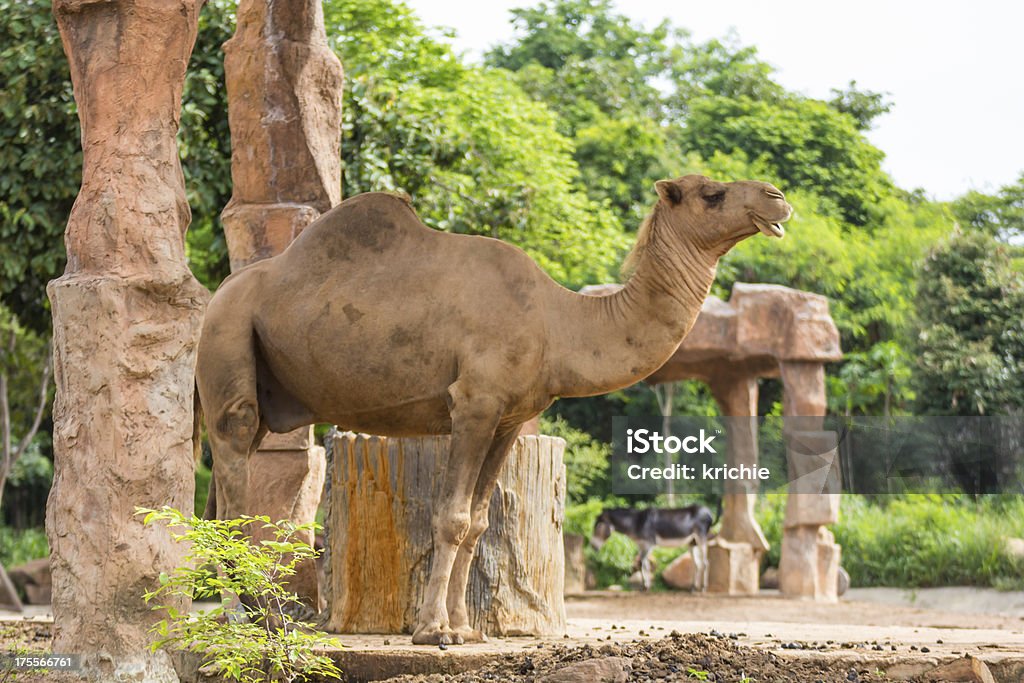 Camelo - Royalty-free Andar Foto de stock