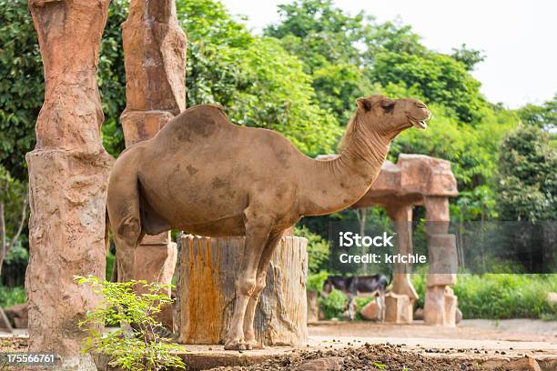 Camelo - Fotografias de stock e mais imagens de Andar - Andar, Animal, Ao Ar Livre