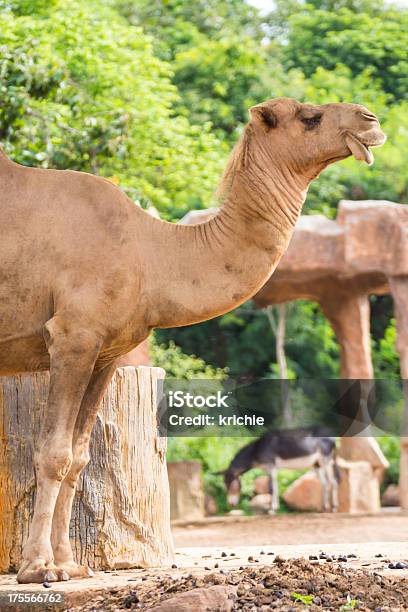 Kamel Stockfoto und mehr Bilder von Abenteuer - Abenteuer, Agrarbetrieb, Arabien