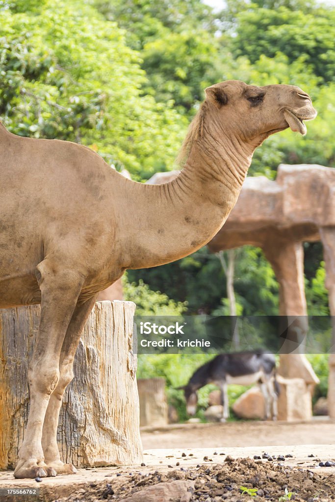 Camel - Photo de Arabie libre de droits