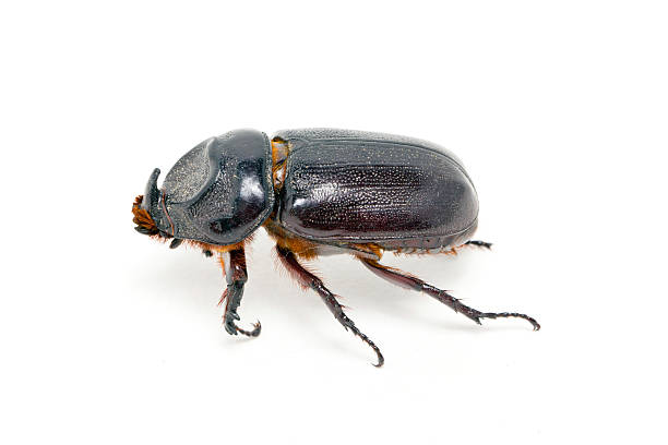 istock Rhinoceros beetle isolated on white. 175567185