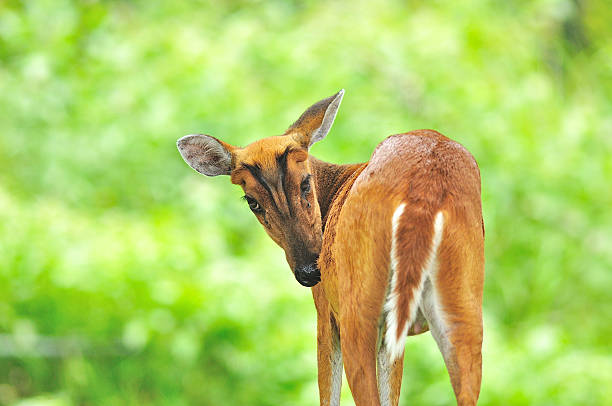 Barking Deer Or Muntjac At Khao Yai National Park Stock Photo - Download  Image Now - Agricultural Field, Animal, Animal Wildlife - iStock