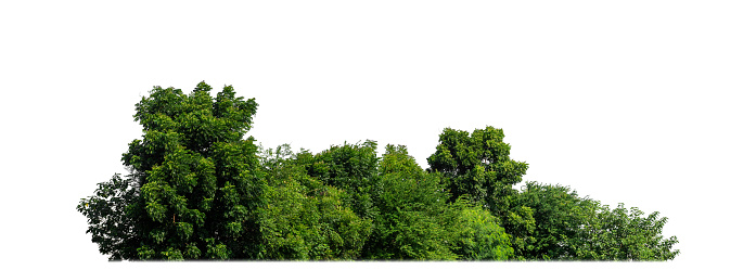 Green Trees isolated on white background. are Forest and foliage in summer for both printing and web pages with cut path and alpha channel