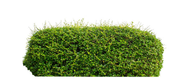 istock Shrubs isolated on white background with clipping path and alpha channel 1755680242