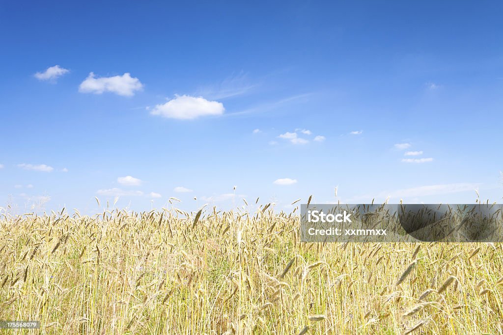 小麦畑 - Horizonのロイヤリティフリーストックフォト