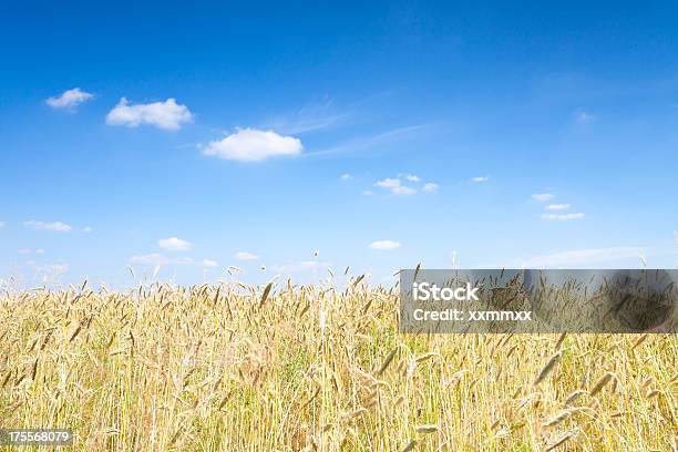 小麦畑 - Horizonのストックフォトや画像を多数ご用意 - Horizon, アウトフォーカス, ポーランド