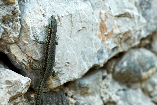 Common lizard climbing a stone wall