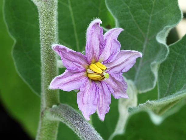 Aubergine flower close up