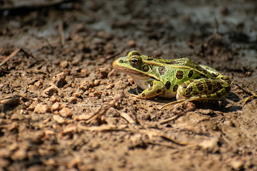 side angle photo of green frog on rocky ground