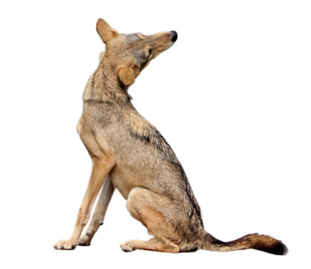 wolf or fox or(Coyote). on a white background