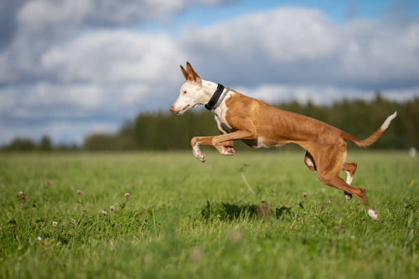 istock Ibizan hounds in autumn 1755708862