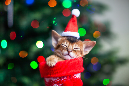 Cute newborn kitten wearing santa hat sleeping at christmas stocking, christmas tree lights background.