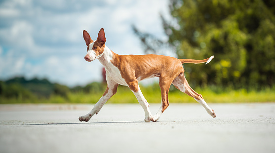 Ibizan hound enjoying autumn with its owners.