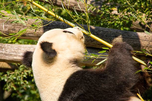istock Cute giant panda eating some bamboo 175571639