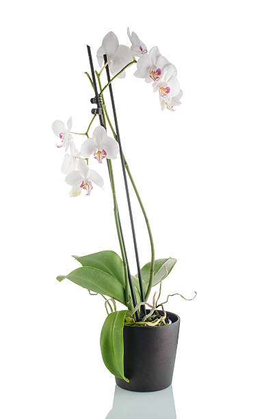 istock Beautiful white orchid in a flowerpot 175572115