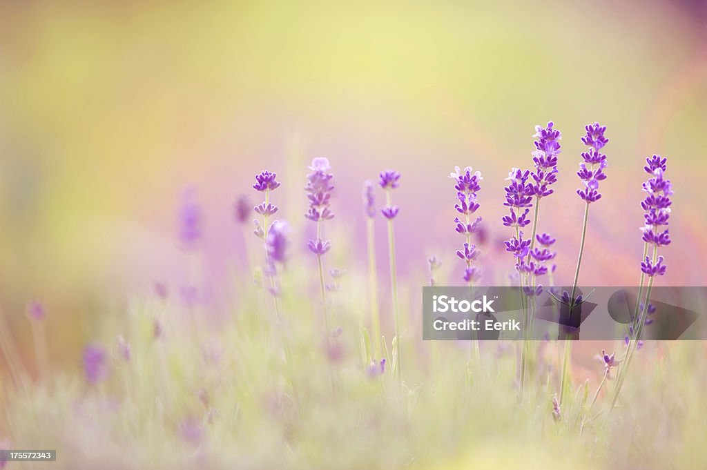 Lavanda - Foto de stock de Aspiração royalty-free