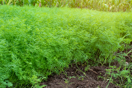 Fresh dill Anethum graveolens growing on the vegetable bed. Annual herb