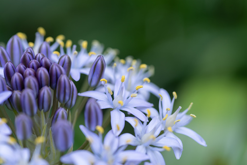 Photographing flowers with a macro lens