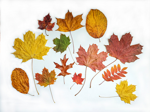 Pumpkins, apples, nuts and leaves on wooden background.